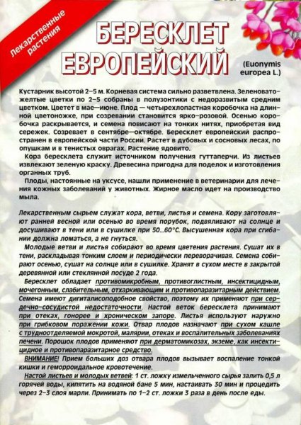 Бересклет обыкновенный