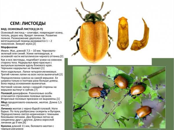 Осиновый листоед