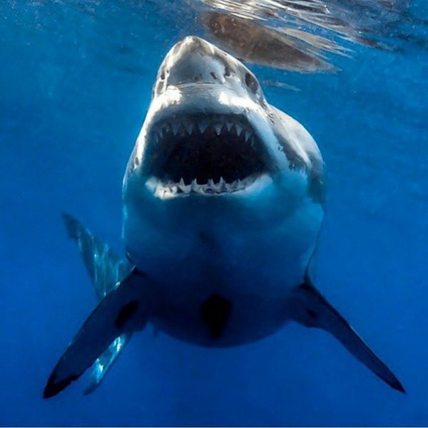 Shark3