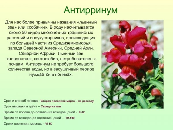Антирринум