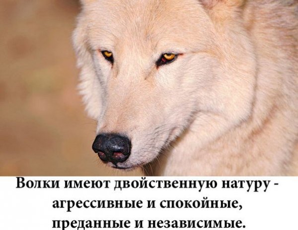 Волки