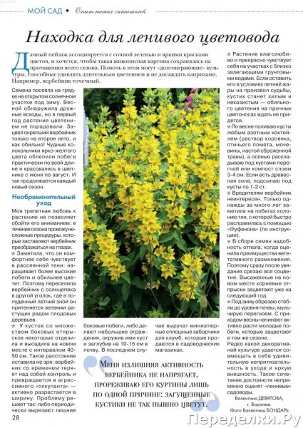 Вербейник точечный