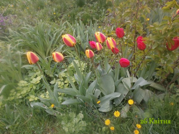 26 Квітня