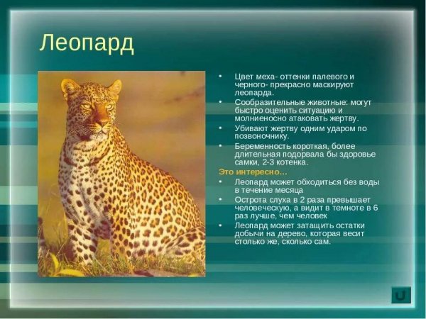 Леопард