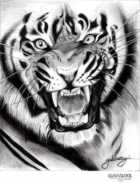 Tiger drawing by johnny