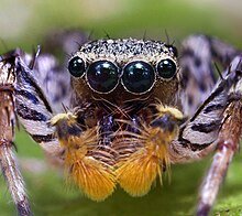 px-Dimorphic Jumping Spider