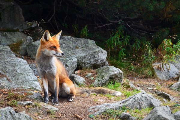 Nature-rock-wilderness-animal