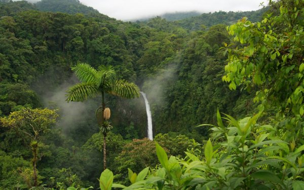 Jungle
