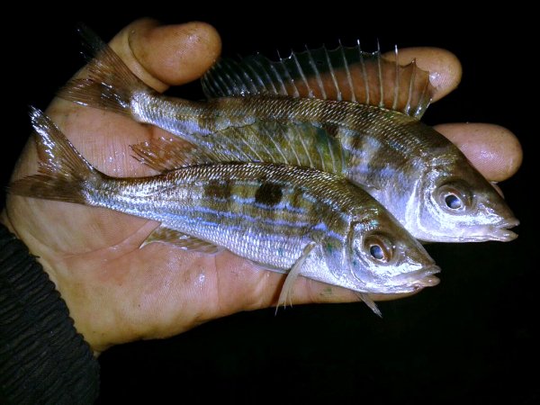 Морской Окунь, Смарида