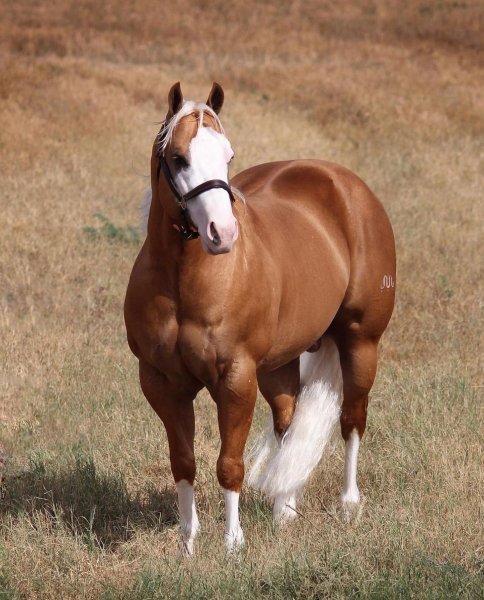 MEDIA # OF HORSE