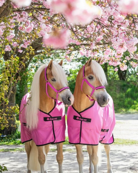 MEDIA # OF HORSE
