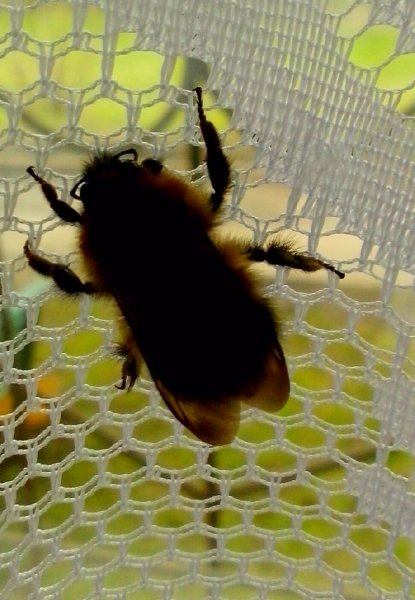 Мохнатый шмель. Сегодня залетел в окно.