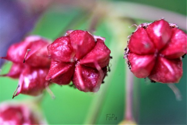 62d15e20a90eb IMG 6204