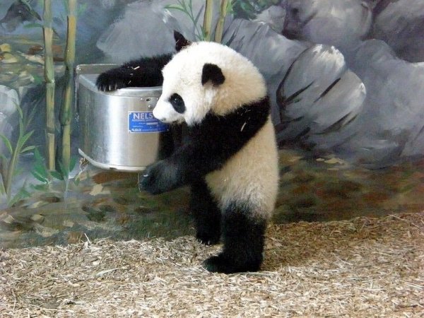funny animals 01465 005