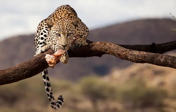 Leopard-namibiya-dikaya-priroda