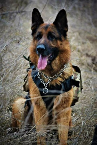 овчарка 010000