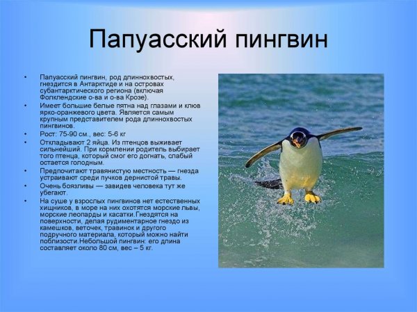 Пингвин