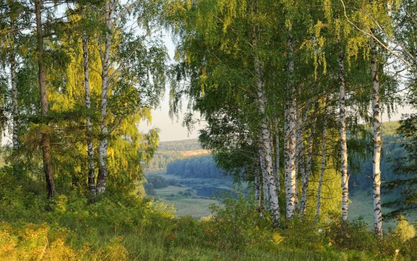 русские берёзки