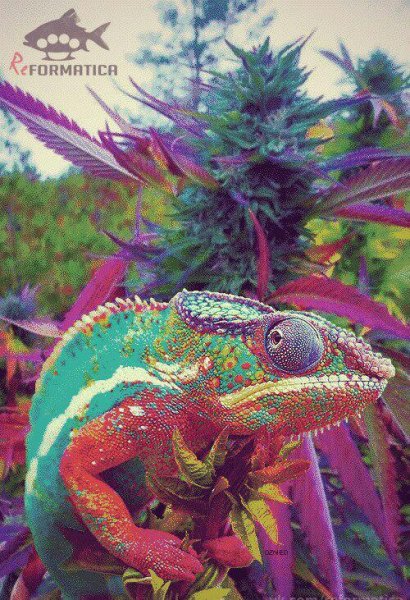 Sweet Mango (Сладкое Манго) Ямайский Сорт