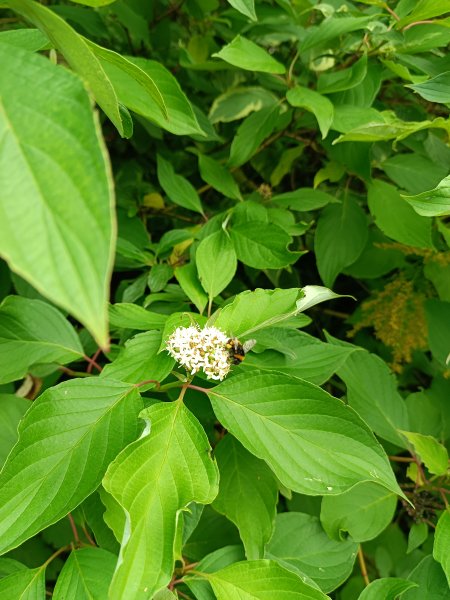 picture_383668779