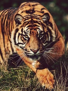 B thetiger
