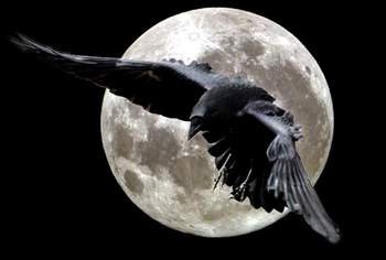Black birds