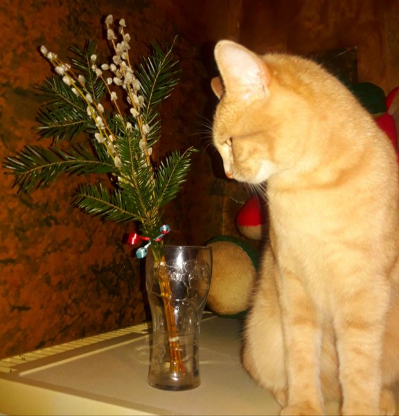 ВЕРБНАЯ НЕДЕЛЯ