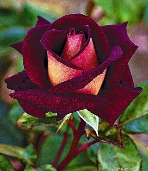 очень красивая роза