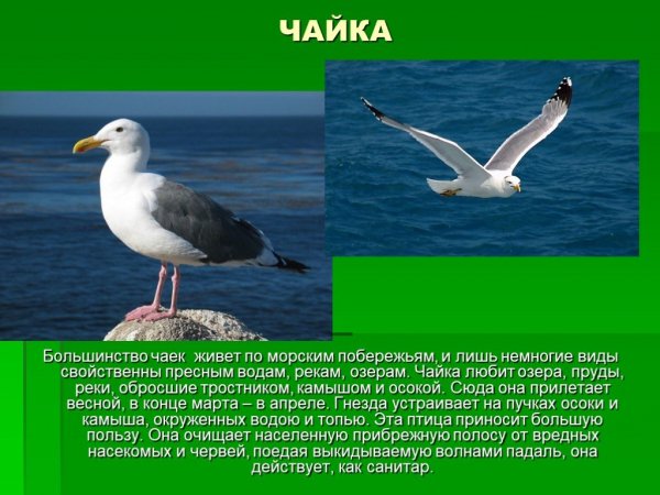 Чайка