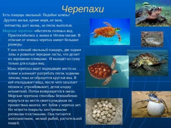 Морские черепахи