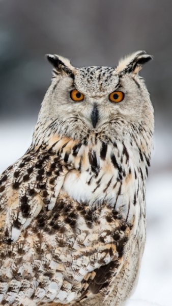 allnokia.ru 3934854541