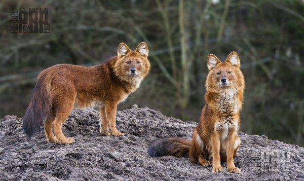 Красные волки