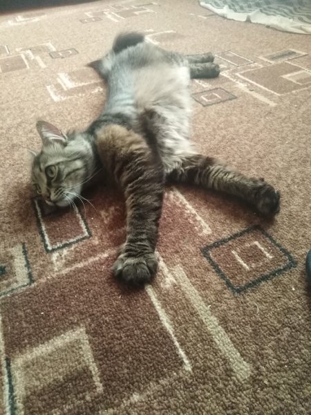 IMG 20190703 073603