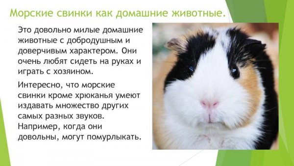 Морские свинки