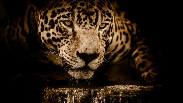 Leopard-animal-4k 569@5@f