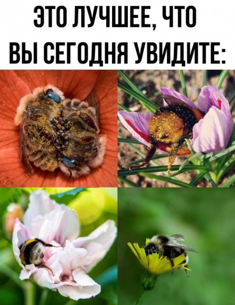 Podborka-prikolnyh-kartinok-i-memov-dlja-horoshego-dnja-8