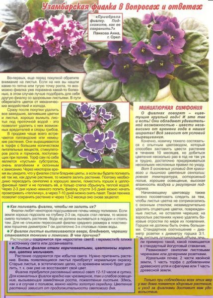 Узумбарская фиалка