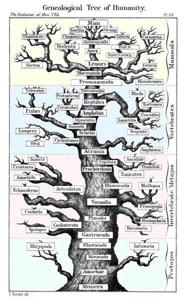 Эволюция природы