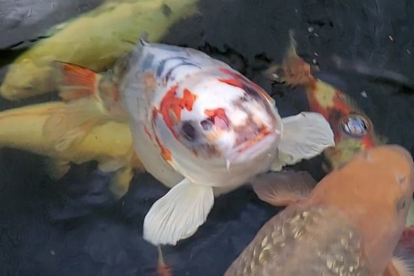 Photo 2024-11-11 18-42-38-pic4 zoom-1500x1500-65487