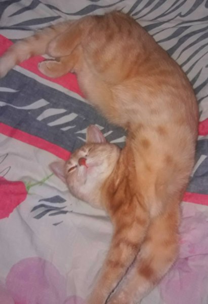 JuLKA spit-vps404.strip2.co