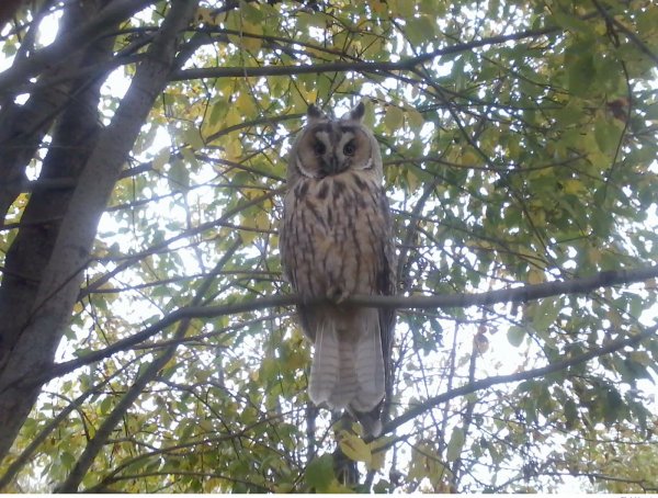 Солидная птица