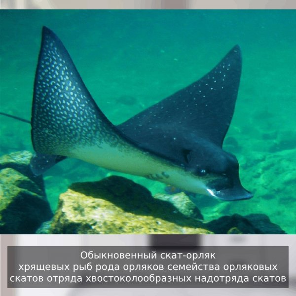 Скат - орляк