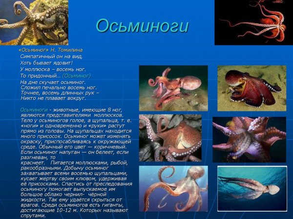 Осьминоги