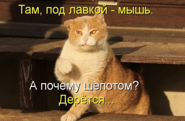 Дерется