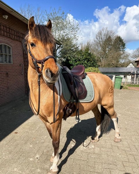 MEDIA # OF HORSE