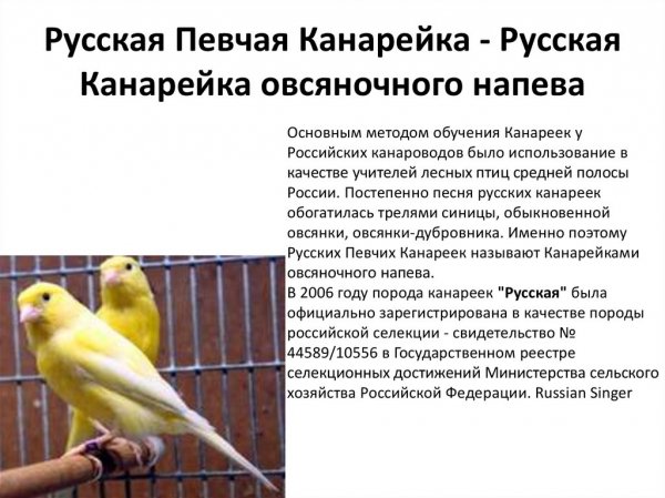 Русская певчая