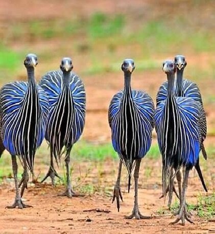 Грифовые Цесарки