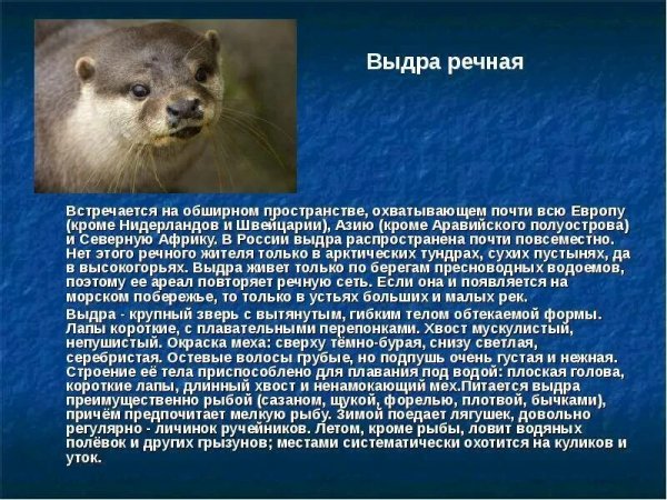 Выдра речная