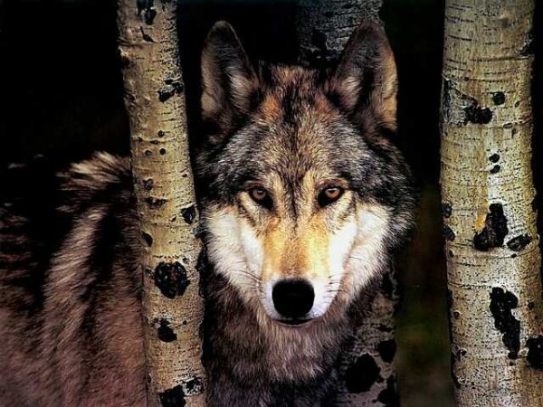 1.3-wolf
