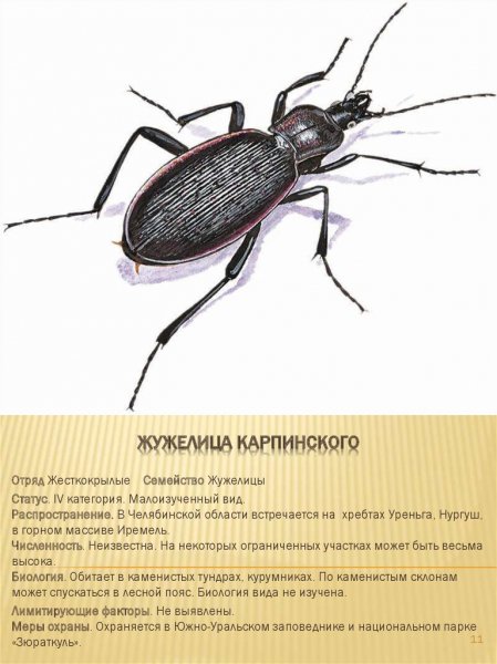 Жужелица Карпинского